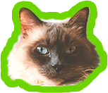 Fluffy cat with brown face and white head