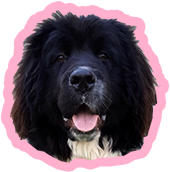 Fluffy black and white dog