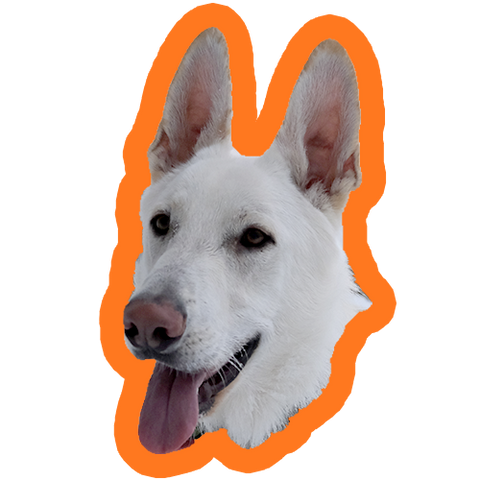 White german shepherd panting