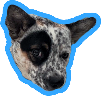 Speckled dog with pointed ears