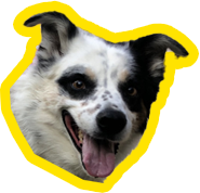 Black and white dog with a black patch over his eye