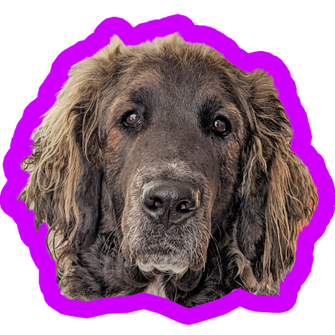 Dog with chocolate face and golden ears