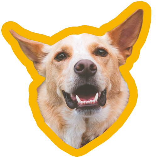Cream and white dog with pointy ears
