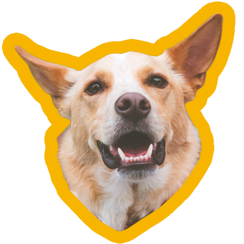 Cream and white dog with pointy ears